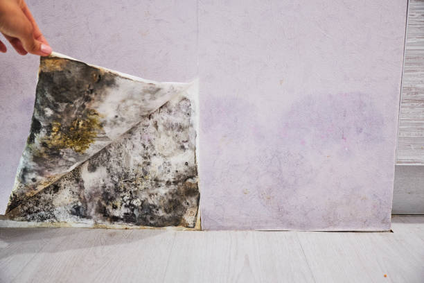 Best Attic Mold Removal  in Village Green Green Ridge, PA